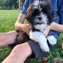 Shadow - Black and white male Shih Tzu puppy in Lebanon, Pennsylvania from Stoney Acre Farms