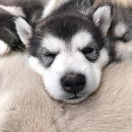 Alaskan Malamute Puppies from Ghost Dance Alaskan Malamutes