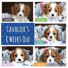Cavalier King Charles Spaniel Puppies from Countryside Royalty Cavaliers