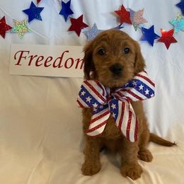 Goldendoodle Puppies from OnlyGoldendoodles