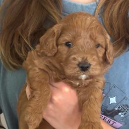 JORDAN - Red male Australian Labradoodle puppy in Austin, Texas from AussieTex Labradoodles
