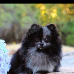 Parsley - Pomeranian