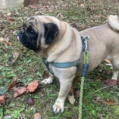 Benny - Pug