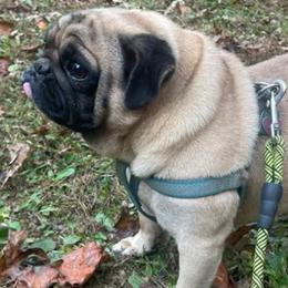 Benny - Pug