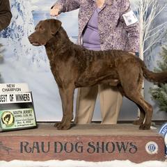 Chester - Chesapeake Bay Retriever