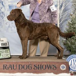 Chester - Chesapeake Bay Retriever