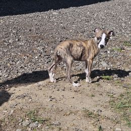 Chief - Red brindle male Whippet puppy in Fowlerville, Michigan from Bloom's County Kennel