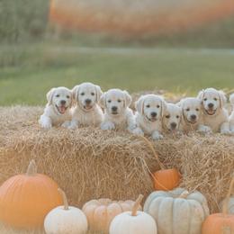 Golden Retriever Puppies from MC Goldens