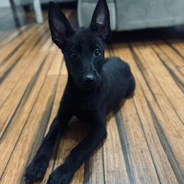 Dark Blue Collar - Black male Belgian Malinois puppy in Muskegon, Michigan from Red Acres Working Line K9s