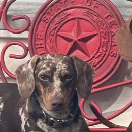 Dachshunds from MiniHeartDachshunds