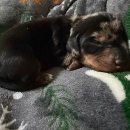 Girl 1 - Dapple female Dachshund puppy in Whitehouse, Texas from Daschund Pups