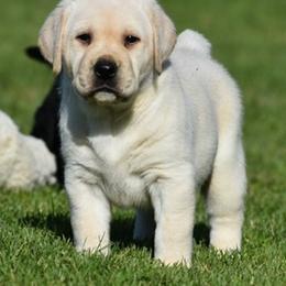 Labrador Retriever Puppies from Startop Labradors