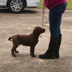 Chesapeake Bay Retriever Puppies from Monarch Chesapeakes