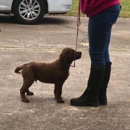 Chesapeake Bay Retriever Puppies from Monarch Chesapeakes
