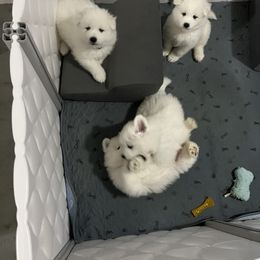 Samoyed Puppies from The Floof Brigade