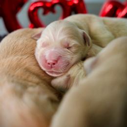 Third pick - Golden male Golden Retriever puppy in Mc Arthur, California from California Golden Love
