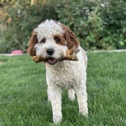 Skye - Cavapoo