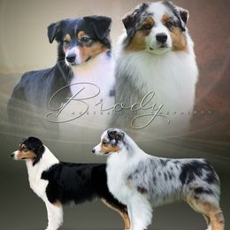Australian Shepherd puppies from Brody Aussies