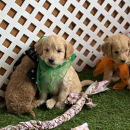 Goldendoodle and Russian Toy Puppies from Nesting Dolls Russian Toys