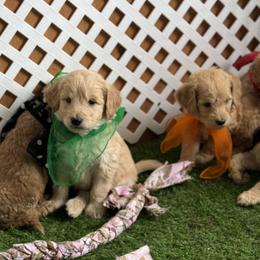 Goldendoodle and Russian Toy Puppies from Nesting Dolls Russian Toys