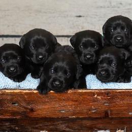 Puppy 2 - Black male Labrador Retriever puppy in Buffalo, New York from Dublin Rise