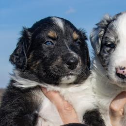 Australian Shepherds from Eileensaussies