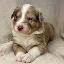 Biscuit - Red merle male Australian Shepherd puppy in Arizona from BRR Aussies