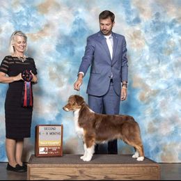 Penny - Australian Shepherd