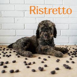 Ristretto - Sable male Poodle puppy in Ellenburg Center, New York from Kristin's Puppies
