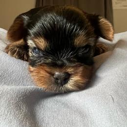 Waylon - Black and tan male Yorkshire Terrier puppy in Jacksonville, Florida from The Yorkie Shack