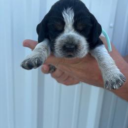 Teal - Tri-Roan female English Springer Spaniel puppy in Lincoln, Texas from LeeCo. Springers