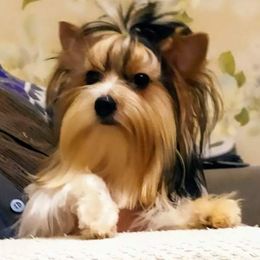 Masha - Biewer Terrier