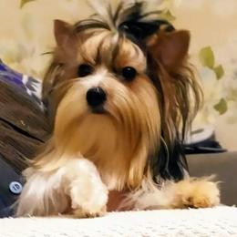 Masha - Biewer Terrier