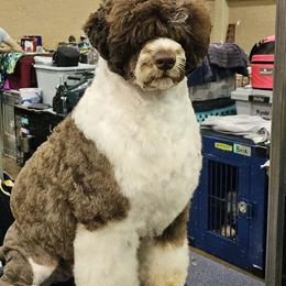 Junie - Portuguese Water Dog