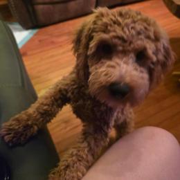 Reed - Red male Cockapoo puppy in Lebanon, Kentucky from Mosaic Merle Doodles