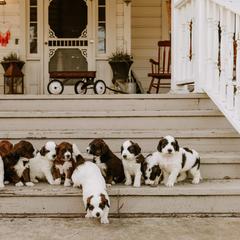 Saint Berdoodle Puppies from Darling St Berdoodles