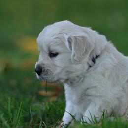 Kenai - Light golden female Golden Retriever puppy in Payette, Idaho from Stonewick Retrievers