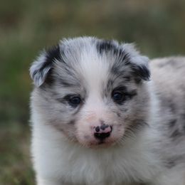 Boy 2 - Blue merle male Border Collie puppy in Tylertown, Mississippi from Cool Meadow Farms