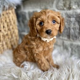 Annie - Red female Cavapoo puppy in Natural Bridge, Virginia from Padgetts Hill Puppies