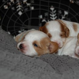 Cavapoo Puppies from Dogwood & Sassafras Companions