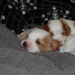 Cavapoo Puppies from Dogwood & Sassafras Companions