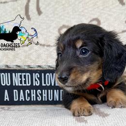 Dallas AKC: Black and Tan, Long Hair - Black and tan male Dachshund puppy in South Easton, Massachusetts from Depot Dachsies