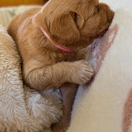 Fawn - Apricot female Australian Labradoodle puppy in Otis, Massachusetts from Tango Wool Labradoodles