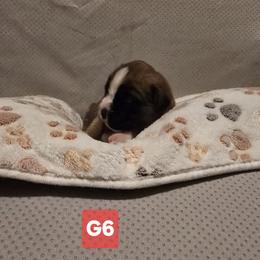Girl 6 - Fawn female Boxer puppy in Leland, North Carolina from Ocean Breeze Boxers