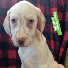 Oogie Boogie (Green Collar) Heterozygous LUA - White and orange male Dalmatian puppy in Raymondville, Missouri from Wagner's Dalmatian's