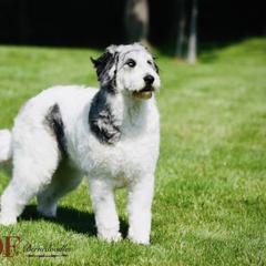 Esther - Pyredoodle