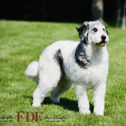 Esther - Pyredoodle