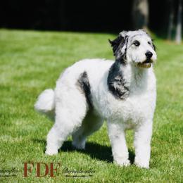 Esther - Pyredoodle