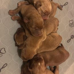 Male pick 6 - Yellow male Labrador Retriever puppy in Wardensville, West Virginia from Sager’s Labrador Puppies