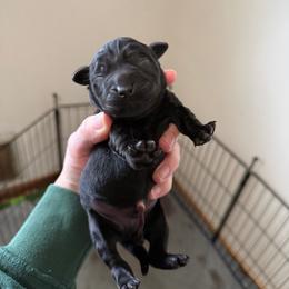 Purple - Black female Labrador Retriever puppy in Buckley, Washington from Buckley Labradors